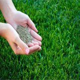 Çim Tohumu 3 Lü Karaşım Ithal Çim Tohumu 1000 Gram Tohum