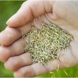 Çim Tohumu Yerli 6 Karışım 250 Gr