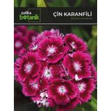 Çin Karanfili (dianthus Chinensis) Çiçek Tohumu 100 Adet