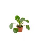 Çin Para Ağacı Bitkisi Pilea Peperomioides 10-20 Cm
