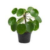 Çin Para Ağacı Pilea Peperomioides 10-20 Cm