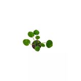 Çin Para Çiçeği Çin Para Bitkisi Pilea Peperoms 10-20 Cm