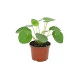 Çin Para Çiçeği Fidanı Bitkisi Ev Ofis Salon Bitkisi 10-20 Cm