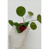 Çin Para Çiçeği Pilea Peperomioides Pilea Bitkisi Pilea Sukulent