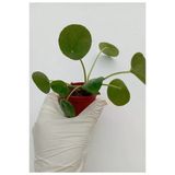 Çin Para Çiçeği Saksılı Bitki Pilea Peperomioides Pilea Bitkisi Pilea Sukulent