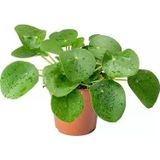 Çin Pilea Para Çiçeği Fidanı 10-20 Cm