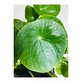 Çin Pilea Peperomioides Çin Para Ağacı - Ev Ofis Salon Iç Mekan Bitkisi