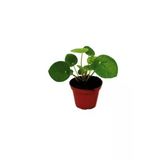 Çin Şans Pilea Para Çiçeği 10-20 cm