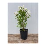 çınar fidancılık LEYLAK FİDANI BEYAZ TÜPLÜ BİR ADET 50-70 CM BOYUNDA
