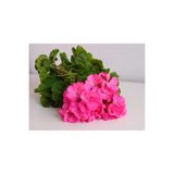 çınar fidancılık PEMBE SARDUNYA ÇİÇEGİ FİDANI 1 ADET TÜPLÜ 25-30 CM BOYUNDA