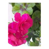 Çingene Pembesi Sakız Sardunya Çiçeği Fidanı 10-20 Cm