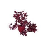 Çingene Şalvarı Çiçeği Fidanı 10-20 Cm