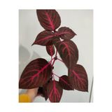 Cingene Salvari Cicegi Fidesı (30-40Cm) Yaprak Güzeli Cicegi