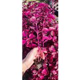 Çingene Şalvarı (Irisine Herbisti) Kırmızı Renkli İç Mekan Bitkisi (7 Cm Saksıda)