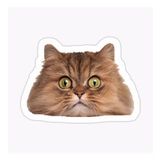 Cins Kedi İran Kedisi Araba Oto Sticker Etiket Renkli V3