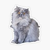 Cins Kedi İran Kedisi Araba Oto Sticker Etiket Renkli V4