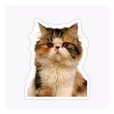 Cins Kedi İran Kedisi Araba Oto Sticker Etiket Renkli V5
