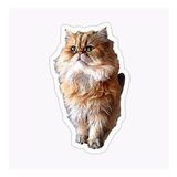 Cins Kedi İran Kedisi Araba Oto Sticker Etiket Renkli Z2