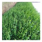 ÇİT BİTKİSİ LİGUSTRUM KURTBAĞRI FİDANI BOY 90-110cm 4 ADET