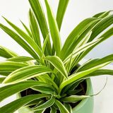 Çizgili Kurdele Çiçeği (Chlorophytum) 10-20 Cm