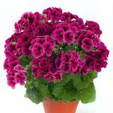 Clarion Violet Menekşe Çiçekli Sardunya Canan Çiçeği Fidesi (1 Fide)