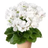 Clarion White Beyaz Çiçekli Sardunya Canan Çiçeği Fidesi (1 Fide)