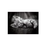 Clementoni 39422BM 1000 Parça Kitty Yavru Kedi Yetişkin Puzzle