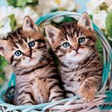 Clementoni Lovely Kitty Twins Puzzle 60 Parça 26599