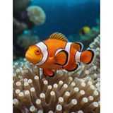 Clown Fish Writing Sketchbook