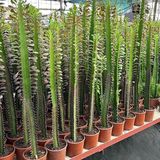 cm ve Üzeri Boyda Sınırlı Sayıda 10.5lik Saksıda, Euphorbia Trigona Red - Afrika Süt Ağacı