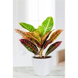 Codiaeum Variegatum 'Sunny Star' - Kraton Çiçeği - Ev Ofis Salon Iç Mekan Bitkisi - 30 Cm