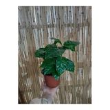 Coffea Arabica - Kahve Çiçeği - Ev Ofis Salon Iç Mekan Bitkisi