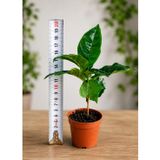 Coffea Arabica Kahve Fidanı Fidesi 2 Adet | Canlı Bitki, Saksıda Hazır, İç Mekan Bitkisi, Doğal Kahve Ağacı, 2'li Set