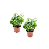Coffea Arabica - Set 2 Adet Kahve Çiçeği Mini - Ev Ofis Salon Iç Mekan Bitkisi - Baby