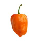 Çok Acı Habanero Acı biber Tohumu 5 Tohum + Süpriz Hediye Tohum
