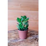 Çok Avantajlı 1 Adet Para Çiçeği Crassula Ovata Yeşil-Kırmızı Renkli Kökleri Olgunlaşmış Canlı