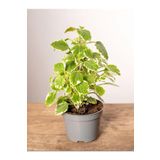 Çok Avantajlı Alacalı Benjamin Çiçeği Kokulu Bitki 1 Adet Saksılı (Plectranthus Forsteri) 10-20Cm