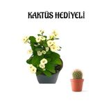 Çok Avantajlı Beyaz Çiçekli Kaktüs Milli Dikenler Tacı Sevgililer Gününe Özel Kaktüs Hediyeli