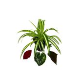 Çok Avantajlı Chlorophytum Comosum Kurdele Çiçeği