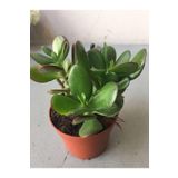 Çok Avantajlı Crassula Şans Para Çiçeği (Zenginlik Çiçeği) 25-30Cm