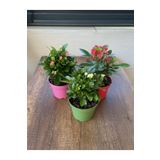 Çok Avantajlı Euphorbia Milii 3'lü Dikenler Tacı Set
