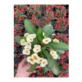 Çok Avantajlı Euphorbia Milii White Dikenler Tacı Beyaz Ev Ofis Salon Iç Mekan Bitkisi - 25 cm