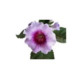 Çok Avantajlı Gloxinia Bardak Menekşe (Mor Beyaz Çiçekli)