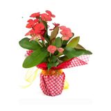 Çok Avantajlı Hediye Paketli 1 Adet Kırmızı Renk Dikenler Tacı Euphorbia Milii Saksılı