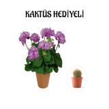 Çok Avantajlı Hediyelik Mor Renk Sardunya Fidanı Sevgililer Gününe Özel Kaktüs Hediyeli