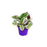 Çok Avantajlı Ithal Telgraf Çiçeği Nanouk Tradescantia En Az 2 Köklüdür İç Mekan Bitkisi