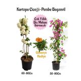 Çok Avantajlı Kartopu Çiçeği 1 Adet +Pembe Begonvil 1 Adet+Turuncu Gazanya