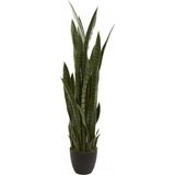 Çok Avantajlı Kılıç Çiçeği Paşa Kılıcı 40-60Cm Peygamber Kılıcı Ev Bitkisi Ofis