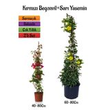 Çok Avantajlı Kırmızı Begonvil Çiçeği Fidanı+Sarı Yasemin Fidanı 2'li Bahçe Peyzaj Seti