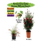 Çok Avantajlı Kırmızı Fırça Çalısı+Kırmızı Mercan Çiçeği+Itır Çiçeği Hediyeli Peyzaj Seti